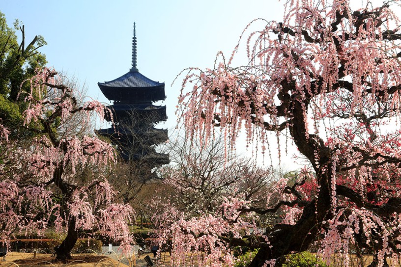 梅が咲く東寺