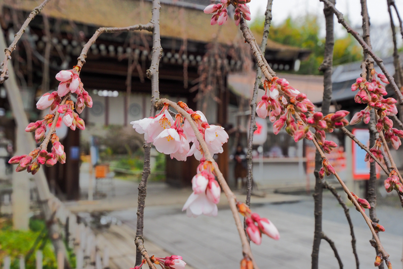 平野神社 魁桜はちらほら咲き始め（撮影日：2024年3月21日）