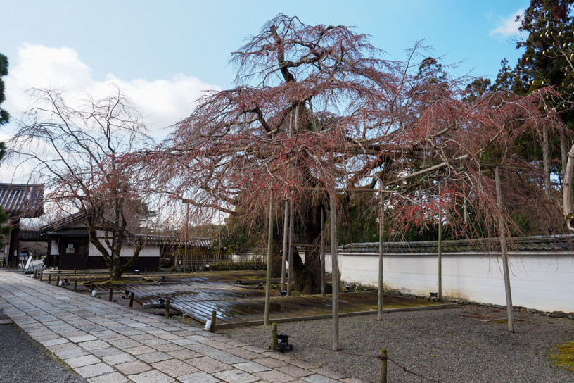 醍醐寺 三宝院のしだれ桜（撮影日：2024年3月21日）