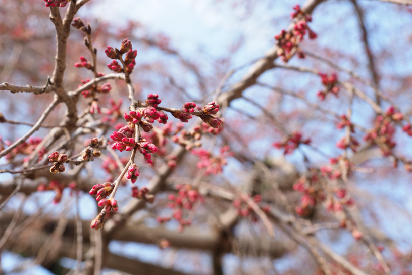 醍醐寺 三宝院のしだれ桜（撮影日：2024年3月21日）