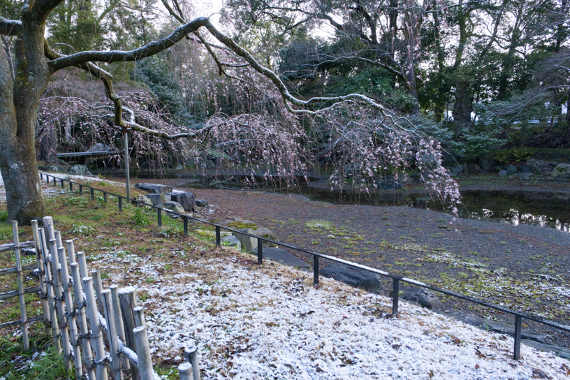 京都御苑 近衞邸跡のしだれ桜（撮影日：2024年3月21日）