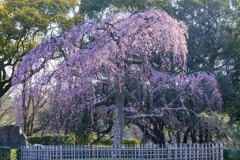 京都御苑 出水の小川のしだれ桜は、見頃近くなっています（撮影日：2024年3月21日）