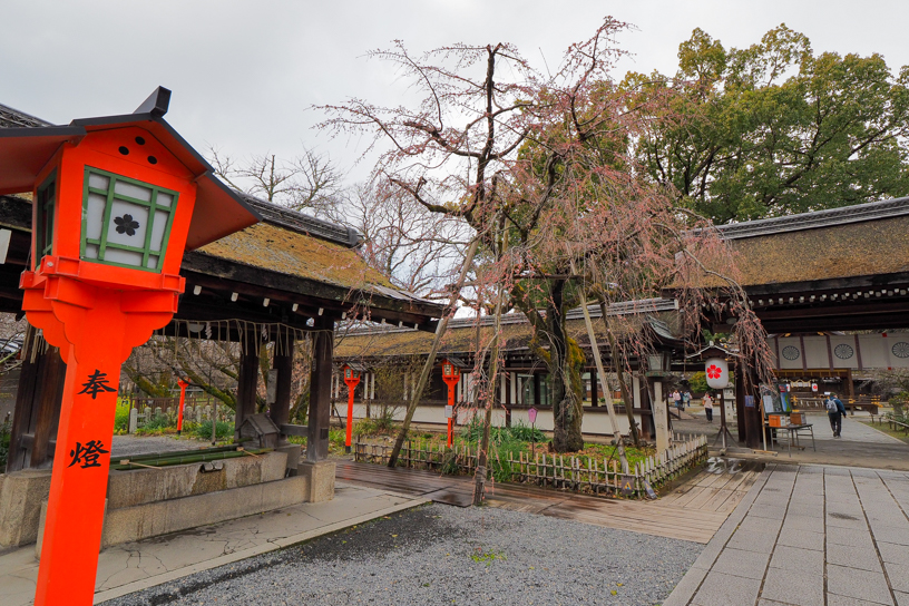 平野神社 魁桜（撮影日：2024年3月21日）