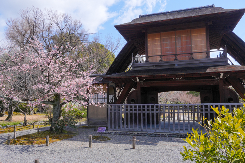 渉成園 修善寺寒桜（撮影日：2024年3月21日）