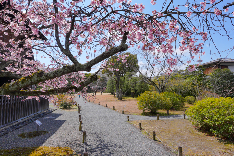 渉成園 修善寺寒桜（撮影日：2024年3月21日）