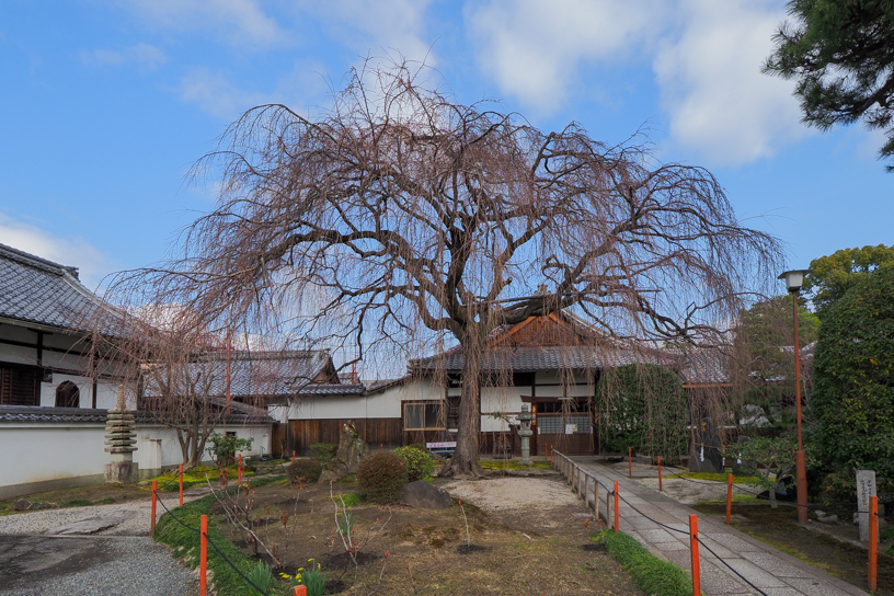 本山 本満寺 しだれ桜（撮影日：2024年3月22日）