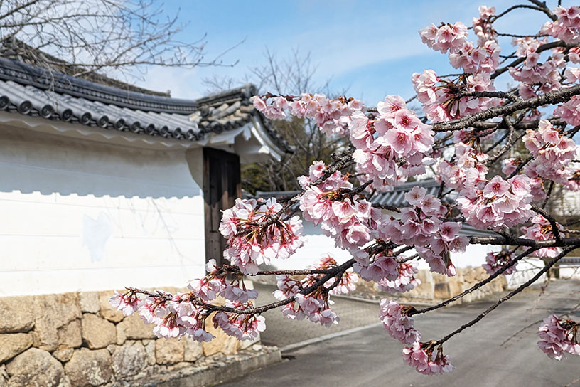 勧修寺 参道 早咲きの桜（撮影日：2024年3月22日）