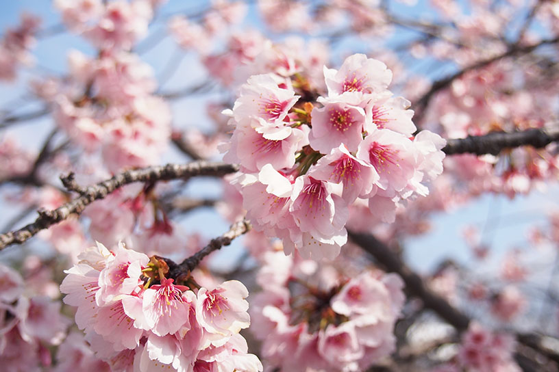 勧修寺 参道 早咲きの桜（撮影日：2024年3月22日）