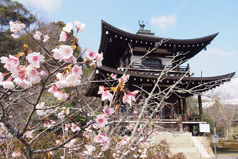 勧修寺 観音堂まわりの早咲きの桜は散り始め（撮影日：2024年3月22日）