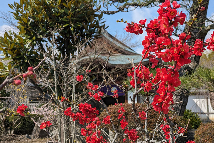 勧修寺 ボケ（撮影日：2024年3月22日）