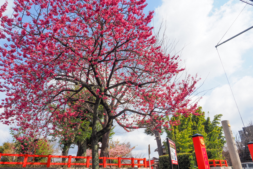 車折神社 カンヒザクラ（撮影日：2024年3月22日）