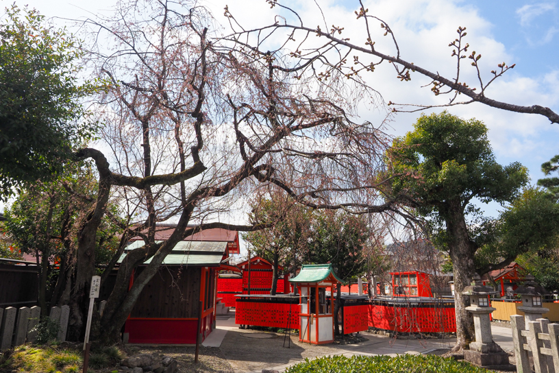 車折神社 渓仙桜（撮影日：2024年3月22日）