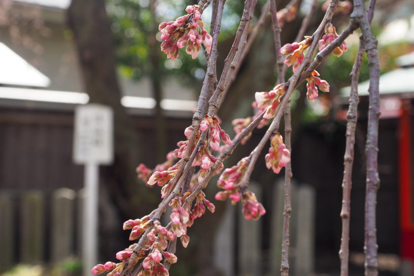 車折神社 渓仙桜（撮影日：2024年3月22日）