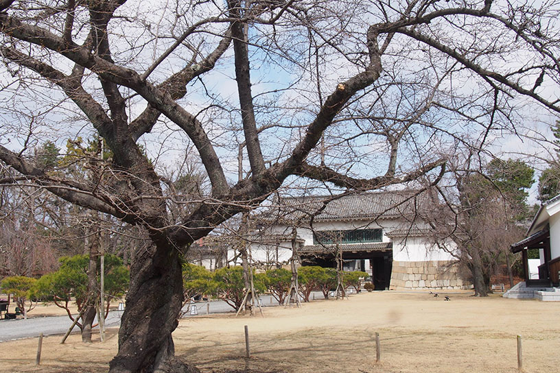 京都の桜開花の標準木となる、二条城のソメイヨシノ（撮影日：2024年3月22日）