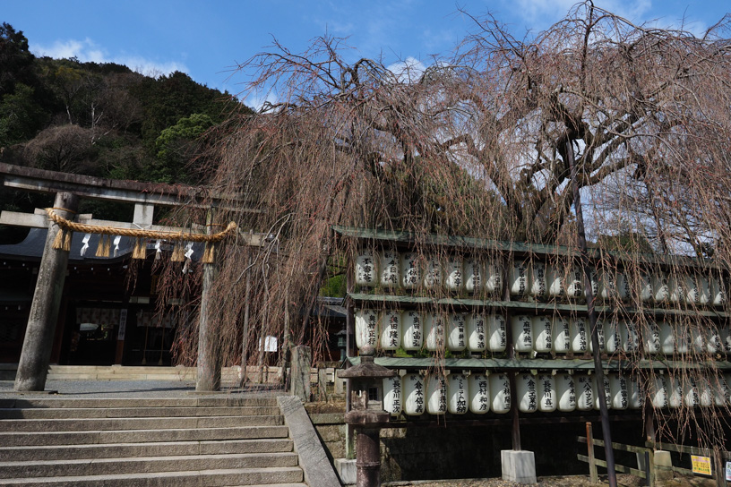 大石神社 しだれ桜（撮影日：2024年3月22日）