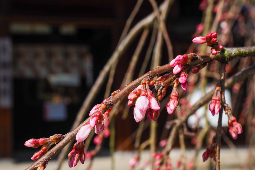 大石神社 しだれ桜は少しずつ咲き始めています（撮影日：2024年3月22日）