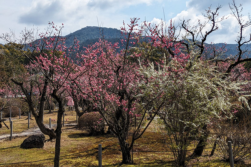 隨心院 小野梅園（撮影日：2024年3月22日）