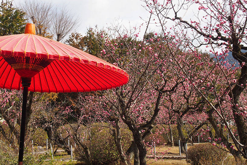 隨心院 小野梅園（撮影日：2024年3月22日）