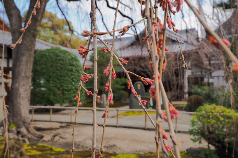 本山 本満寺 まもなく開花しそうなしだれ桜（撮影日：2024年3月22日）