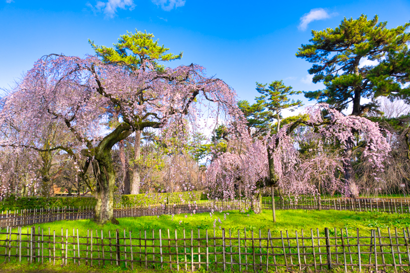 京都御苑 近衞邸跡のしだれ桜（撮影日：2024年3月27日）