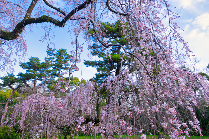 京都御苑 近衞邸跡のしだれ桜（撮影日：2024年3月27日）