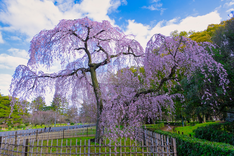 京都御苑 出水の小川のしだれ桜（撮影日：2024年3月27日）