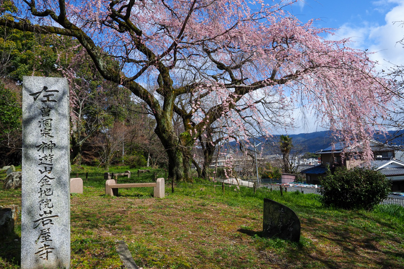 岩屋寺 大石内蔵助隠棲跡のしだれ桜（撮影日：2024年3月27日）