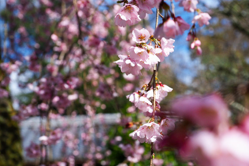 岩屋寺 しだれ桜（撮影日：2024年3月27日）