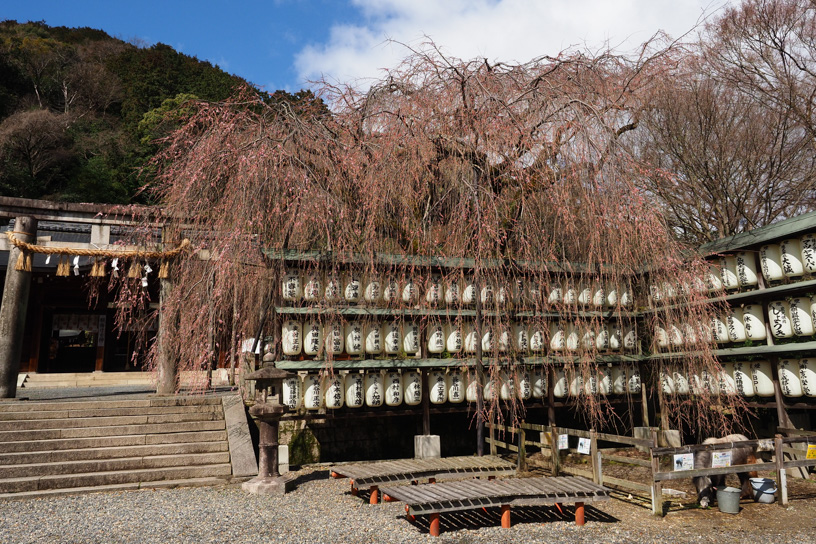 大石神社 大石桜（撮影日：2024年3月27日）