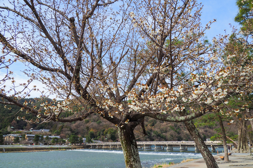 嵐山・渡月橋（撮影日：2024年3月28日）