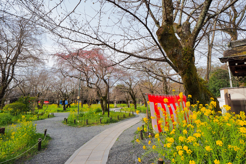 平野神社 桜苑（撮影日：2024年3月28日）