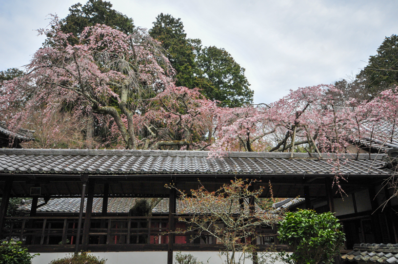 十輪寺 業平桜（撮影日：2024年3月28日）