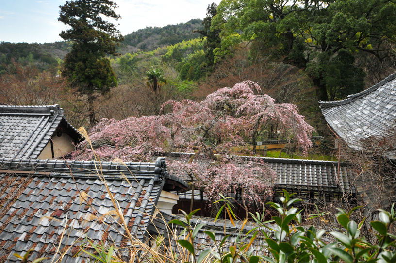 十輪寺 業平桜（撮影日：2024年3月28日）