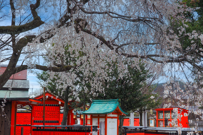 車折神社 渓仙桜（撮影日：2024年3月28日）