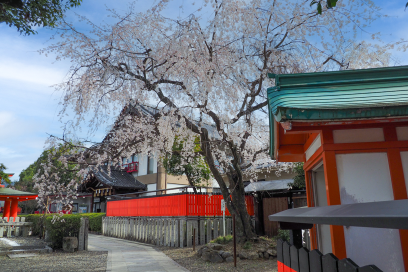 車折神社 渓仙桜（撮影日：2024年3月28日）