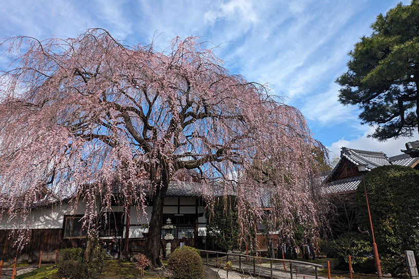 本山 本満寺（撮影日：2024年3月29日）