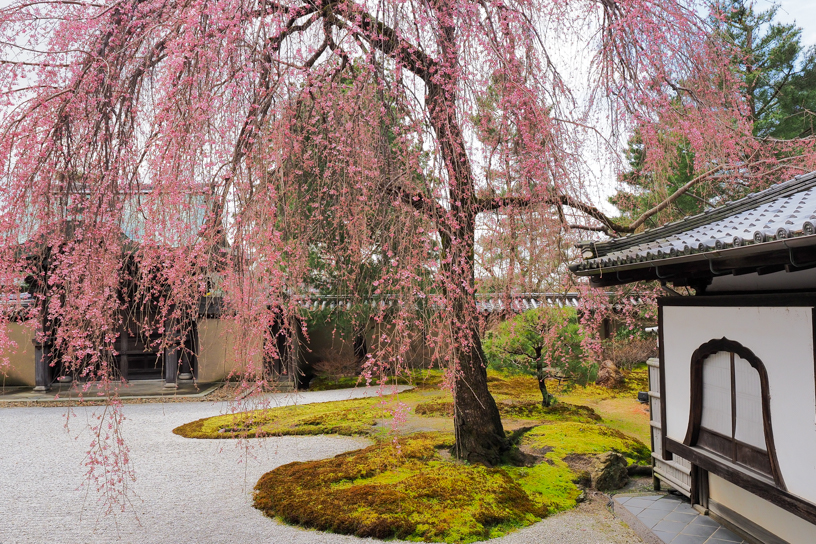 高台寺 方丈庭園のしだれ桜（撮影日：2024年3月29日）