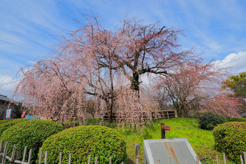 円山公園 祇園しだれ（撮影日：2024年3月29日）