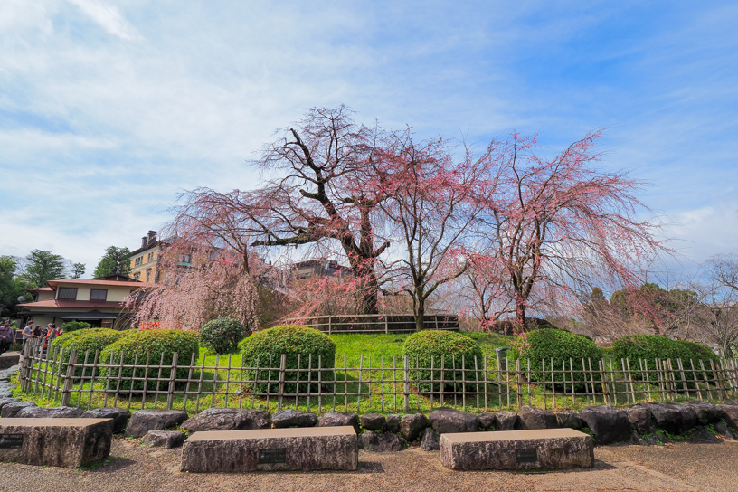 円山公園 祇園しだれ（撮影日：2024年3月29日）