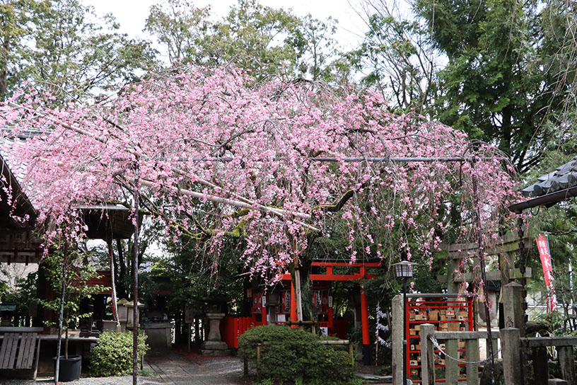 水火天満宮 紅しだれ桜（撮影日：2024年3月29日）