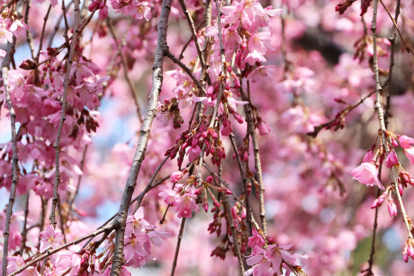 水火天満宮 紅しだれ桜（撮影日：2024年3月29日）