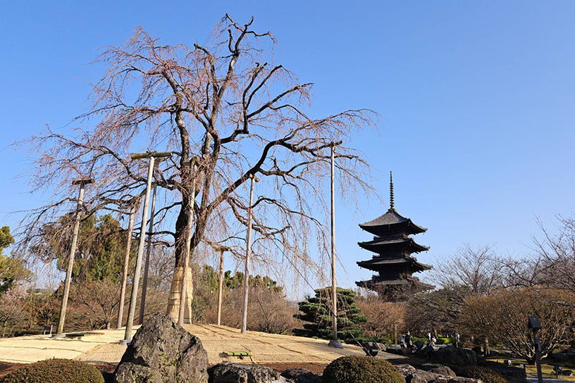 東寺 不二桜（撮影日：2024年3月29日）