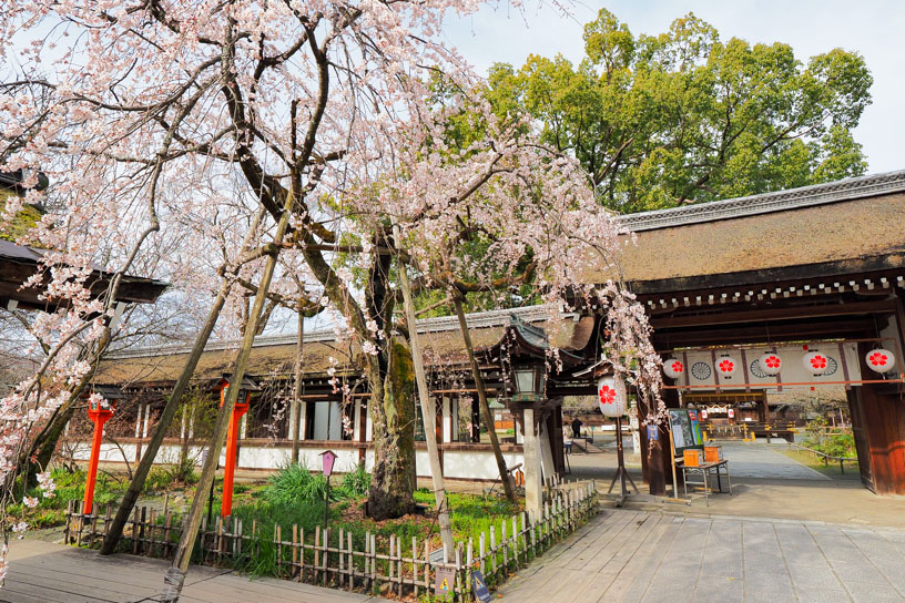 平野神社（撮影日：2024年3月28日）