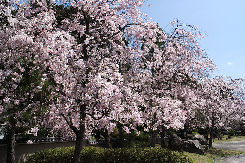 のどかに桜を楽しめる穴場！ 2024年春の妙満寺 拝観ガイド｜そうだ 京都、行こう。