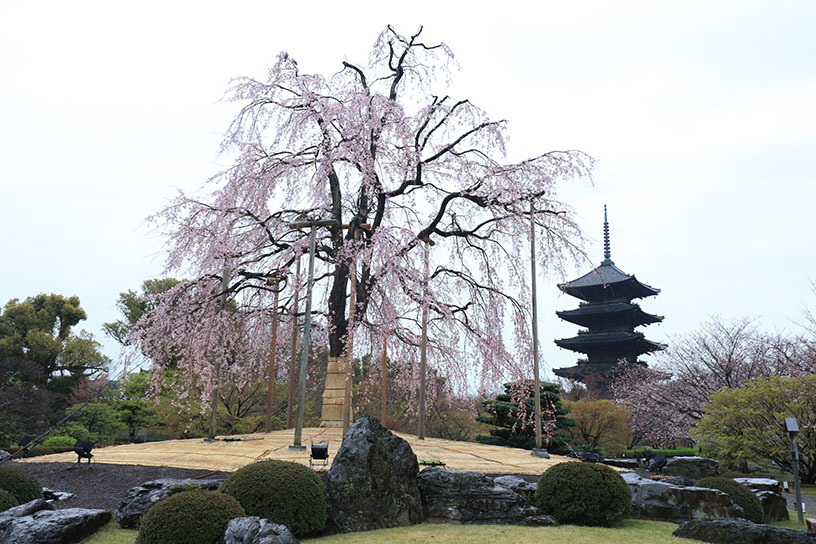 東寺 不二桜（撮影日：2024年4月3日）