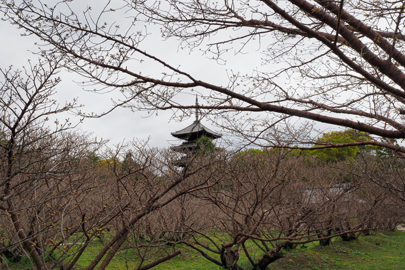 仁和寺 御室桜（撮影日：2024年4月4日）