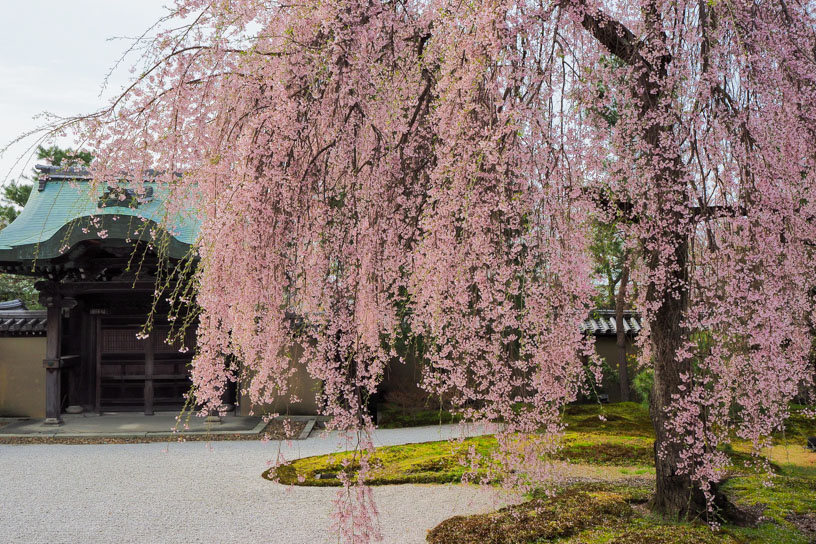 高台寺（撮影日：2024年4月5日）