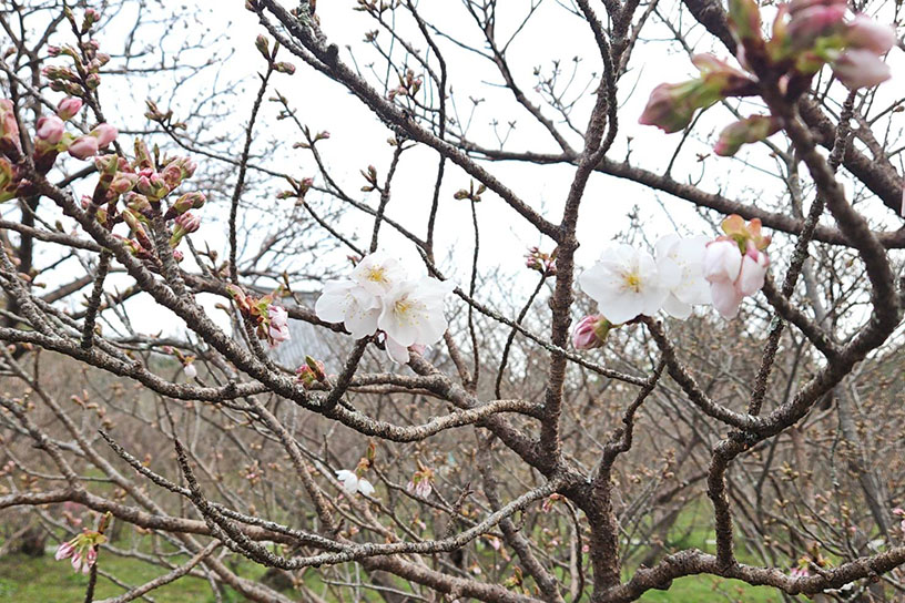 仁和寺 御室桜（撮影日：2024年4月5日）