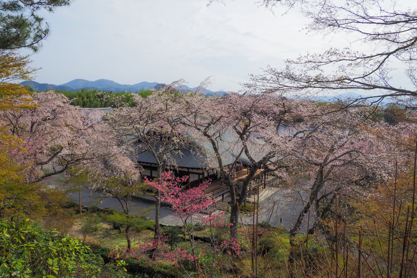 天龍寺（撮影日：2024年4月5日）