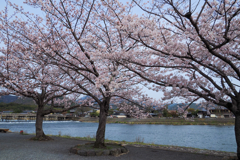 渡月橋付近の嵐山公園（撮影日：2024年4月5日）